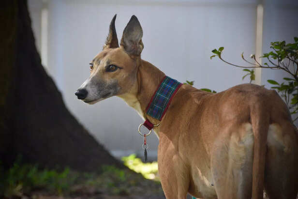 Indian greyhound
