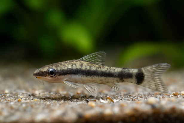 Otocinclus Catfish
