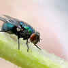Fly