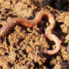 Earthworm