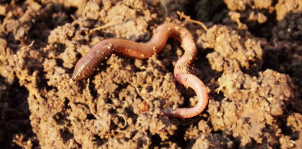 Earthworm