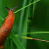 Slug