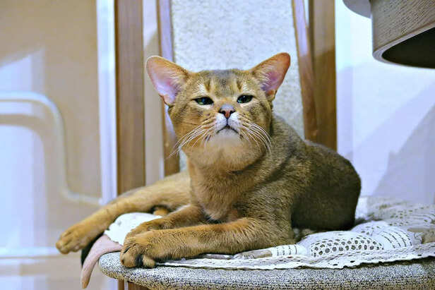 Abyssinian