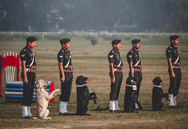 Steadfast Companions