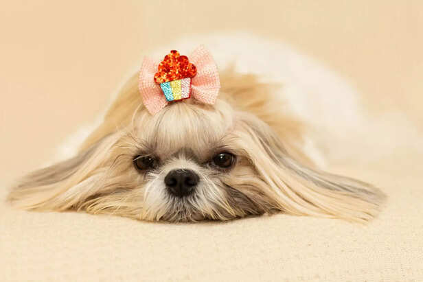 From Regal Robes to Runway Ready