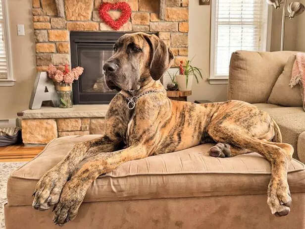 Great Dane