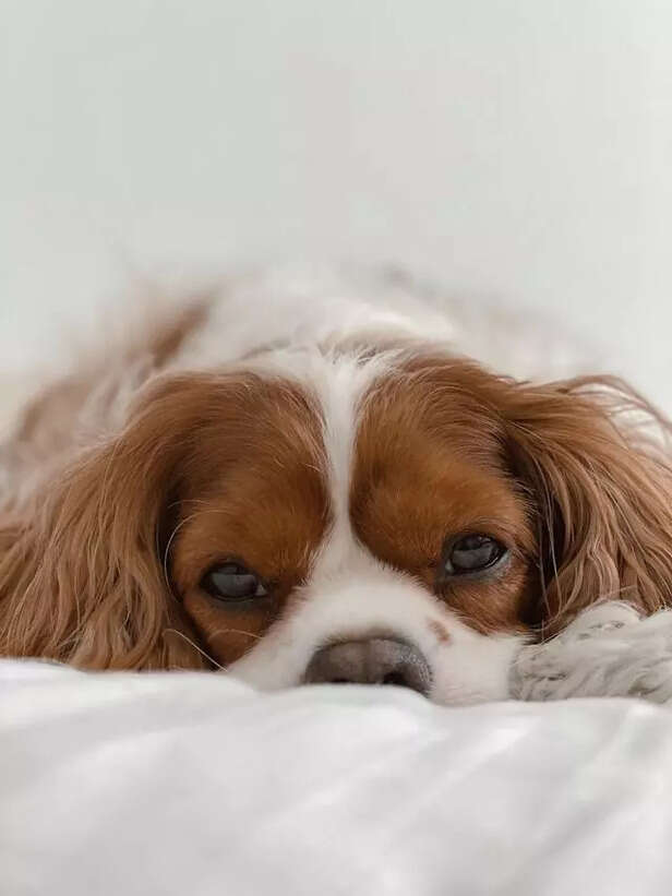 Cavalier the Cozy Companion