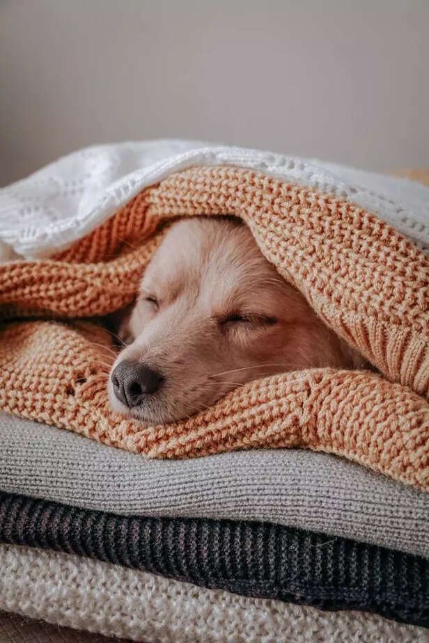 Blanket Burrito 