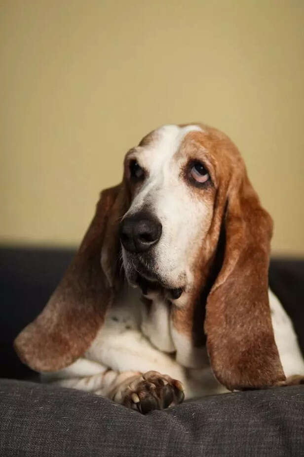 Basset Hound 