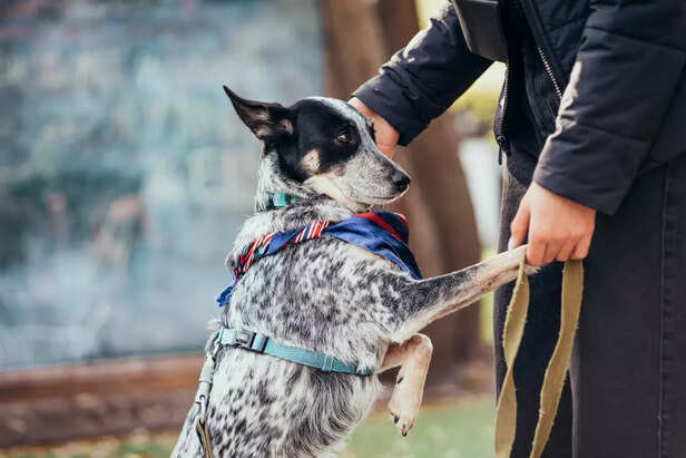 Rescue dog bonding with handler