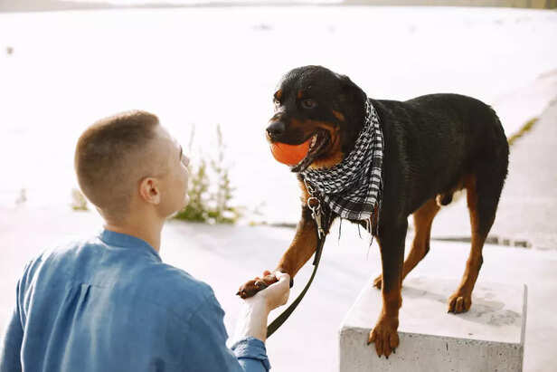 Therapy Rottweiler bonding with handler