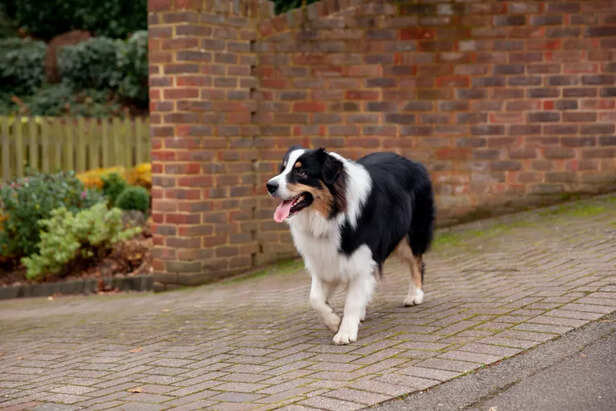Retired service dog enjoying peaceful walk