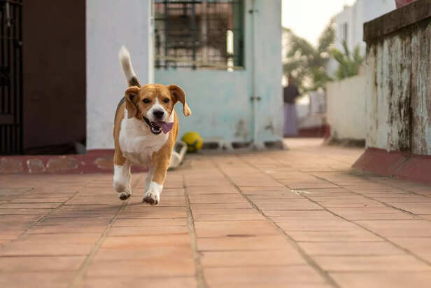 Energetic Beagle – A Perfect Low Maintenance Family Dog