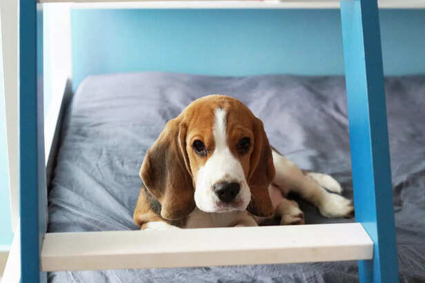 Beagle Puppy – Small, Playful, and Easy to Care For