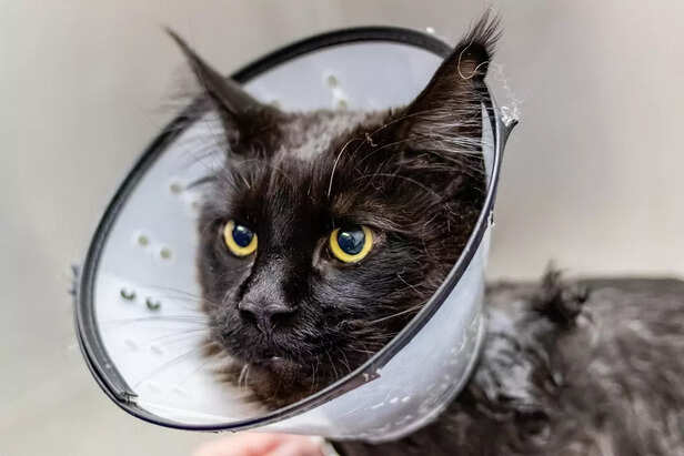 Cat wearing mask