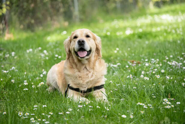 Golden Retriever – A Bundle of Joy in Every Home