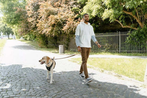 Dog walking