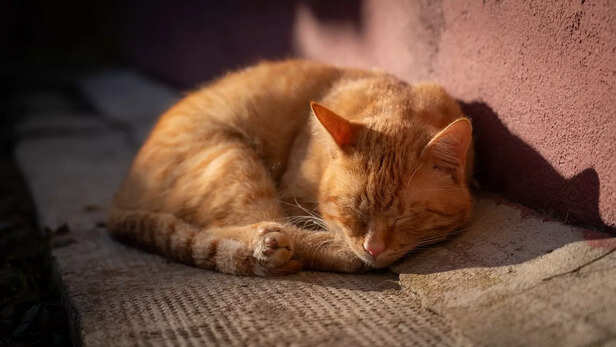 Cozy Cat Sleeping Peacefully in the Sun