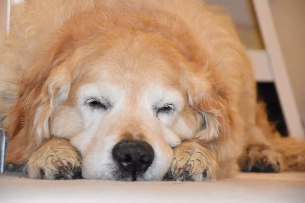 Sleep Positions: A Reflection of Your Pet’s Soul