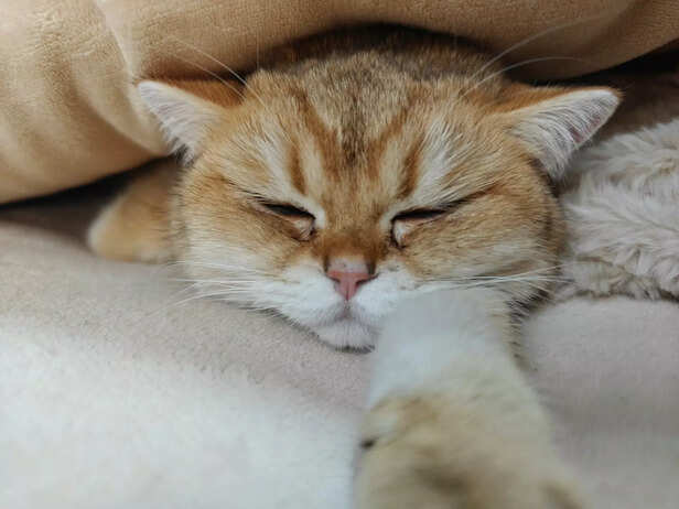 Sleep Positions: A Glimpse into Your Pet’s Soul