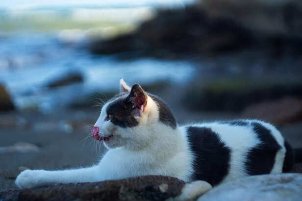 Cat in outside world