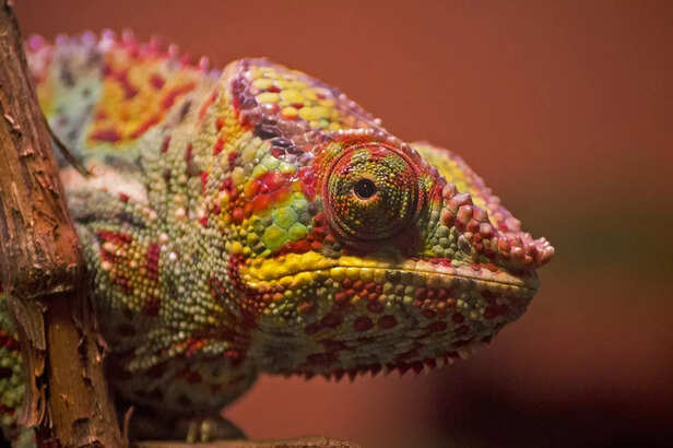 chameleon