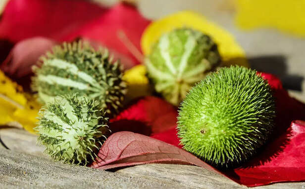 Pooja fruit for sawan