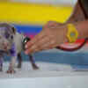 Pet Health Monitoring Devices 2025