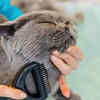 Smart Gadgets Shaping the Future of Pet Care