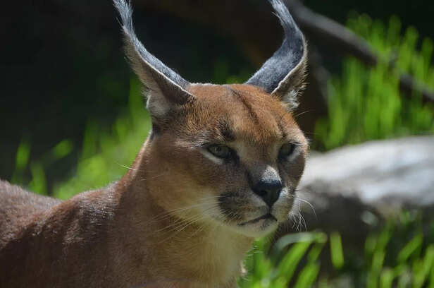 Caracal Hybrid Cats