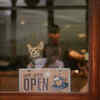cat cafe