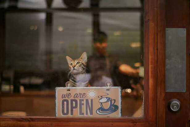 cat cafe