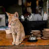 Foreign pet cafes