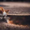 Cat Drinking from a Contaminated Puddle