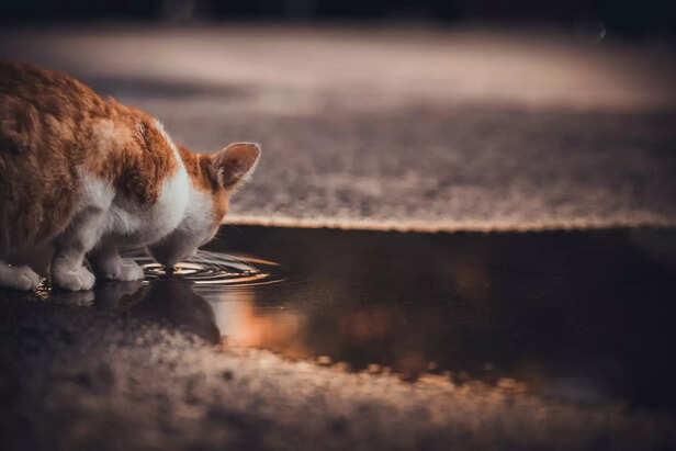 Cat Drinking from a Contaminated Puddle