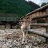 Young Deer Facing Habitat Changes