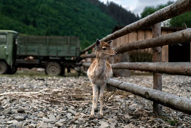 Young Deer Facing Habitat Changes