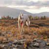 Dog Struggling in a Dry Landscape