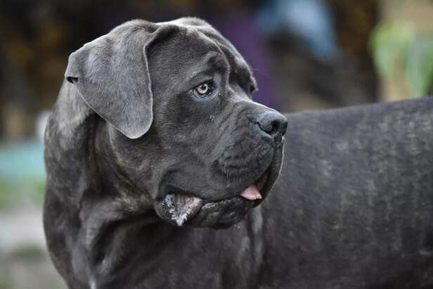 Neapolitan Mastiff