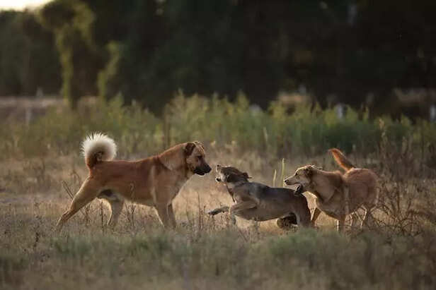 Indie dog's environment