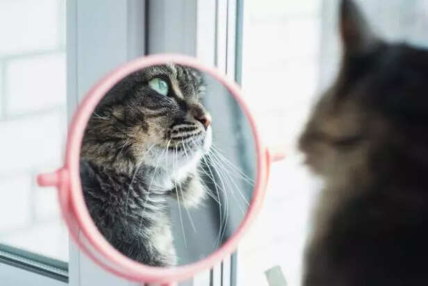 Cat's models look in mirror