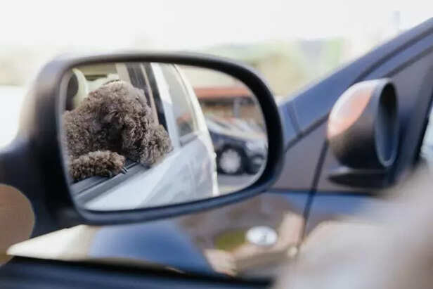 dogs fear mirror