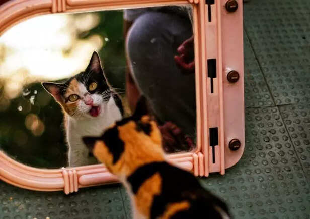 Pets' special way of seeing life