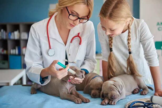 Veterinarian examining a puppy