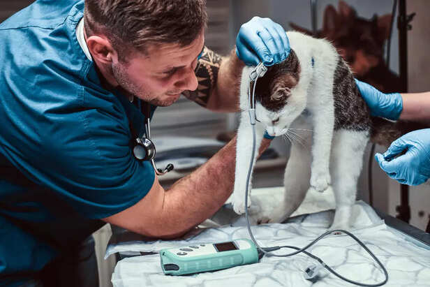 Veterinarian monitoring a cat’s health with medical equipment.