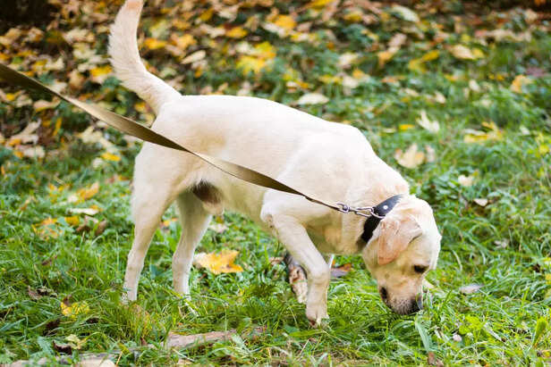 A dog sniffing the grass during a walk
