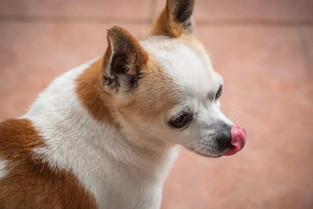 A Chihuahua licking its nose