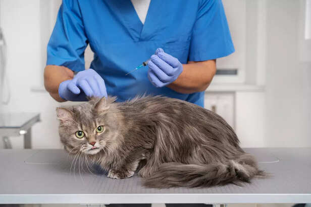 Veterinarian Treating Injured Cat After a Fall
