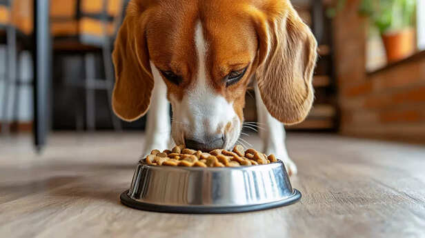 Dog Eating Dry Kibble