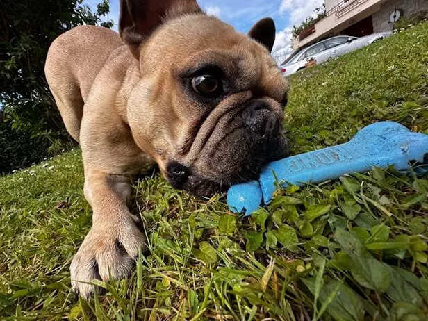 Playing with Blue Chew Toy